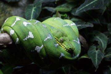 梦见绿蛇